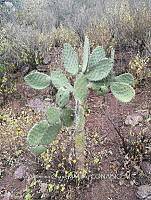 RG016 0026 Opuntia lasiacantha.jpg