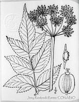 3027 Angelica triquinata.jpg