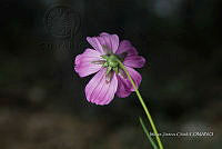 Zautla 0776 Cosmos bipinnatus.jpg