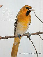 MGaves 3055 Icterus bullockii.jpg