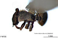 ME006 Hormi 0041 Cephalotes scutulatus.jpg