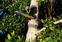OAO0194 Tigrisoma mexicanum.jpg