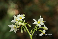 AKGC002 Solanum pubigerum.JPG