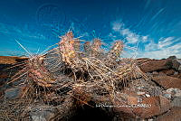 IDG Nat 0051 Echinocereus brandegeei.jpg
