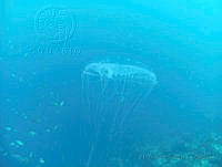HPE058 Aequorea sp..jpg