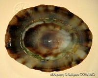 MRyRR0082 Lottia subrugosa.jpg