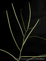 PTL0942 Sisymbrium altissimum.jpg