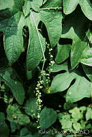 RLS0010 Sechium hintonii.jpg