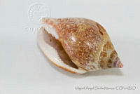MASM05306 Columbella fuscata.jpg
