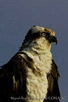 MASM02933 Pandion haliaetus.jpg