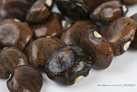IMDOC2556 Phaseolus lunatus.jpg