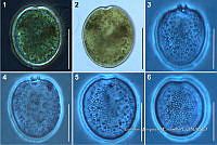 JC006 0018 Prorocentrum compressum.jpg