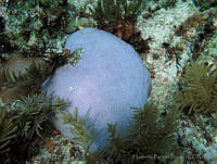 HBB0402 Siderastrea siderea.jpg