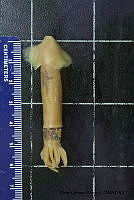 KT014 0139 Sthenoteuthis oualaniensis.JPG