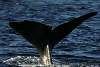 CNS0829 Physeter macrocephalus.jpg