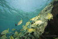 IDG1610 Haemulon flavolineatum.jpg