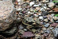 PJ016 0249 Phrynosoma taurus.JPG