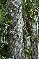 ARS00264 Manilkara zapota.jpg