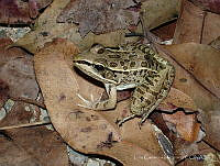 LCM0063 Lithobates forreri.jpg
