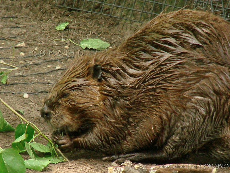 CGL0603%20Castor%20canadensis.jpg.kCfWlerzMXXDxy1hQA3g0JtbmFja29CbnFuZ3NAbXJ6LGtwZwA.5STPOEynwk