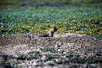 MMO0067 Cynomys mexicanus.jpg