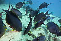 CNS1113 Acanthurus xanthopterus.jpg