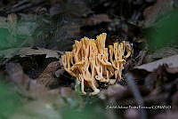 ZAPF 0783 Ramaria flava.jpg