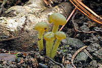 AKL0038 Leotia viscosa.jpg