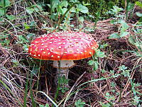 MCS003 Amanita muscaria.jpg