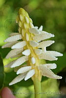 MDLLPG0073 Hura polyandra.jpg