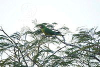 LEMH088 Psittacara holochlorus.JPG