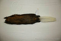 FXGC0015 Conepatus leuconotus.jpg