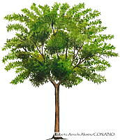 RAA0122 Ulmus parvifolia.jpg