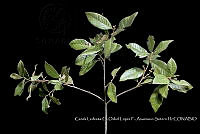 Atleq 0012 Quercus oleoides.jpg