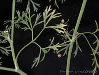 PTL0112 Apium leptophyllum.jpg