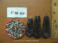 TampJVG100 Zea mays.jpg