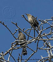 AAKVDH 0549 Quiscalus mexicanus.JPG