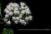 Zoqui 0186 Ageratina sp..jpg