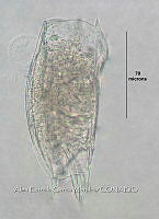 HE009 R 0116 Mytilina ventralis.jpg