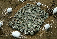 EHX0475 Lophophora williamsii.JPG