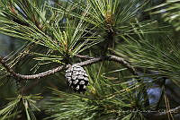 MASM07284 Pinaceae.jpg