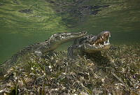 CCK0354 Crocodylus acutus.jpg