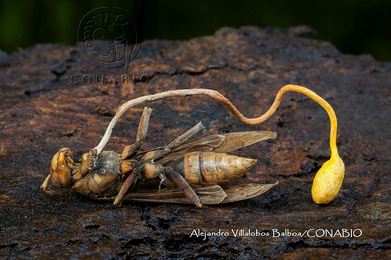 MN6PyH0046%20Hongo%20come%20insectos.jpg.4yeEipX MfF eYljQA3g0JtbmFja29CbnFuZ3NAbXJ6LGtwZwA.adS2JJMSL6