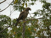 RCG01 Rupornis magnirostris.jpg