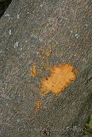 EMA024 Hamelia xorullensis.jpg