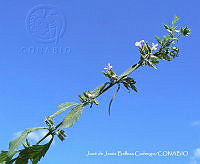 JJBC0326 Loeselia pumila.JPG