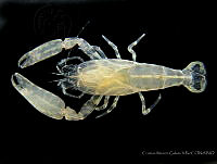 CMGV0119 Pontonia simplex.jpg
