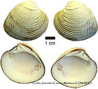 KT014 0227 Chione undatella.JPG