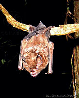DOR0004 Carollia perspicillata.jpg
