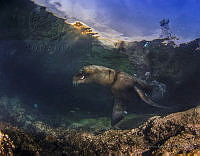 AR01 Zalophus californianus.jpg